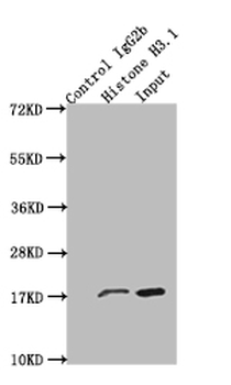 Histone H3 Antibody