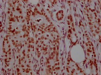 Histone H3 Antibody