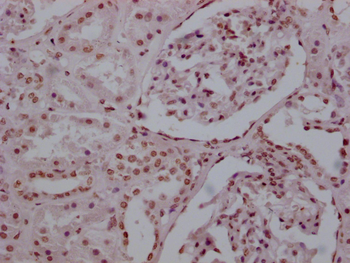 Histone H3 Antibody