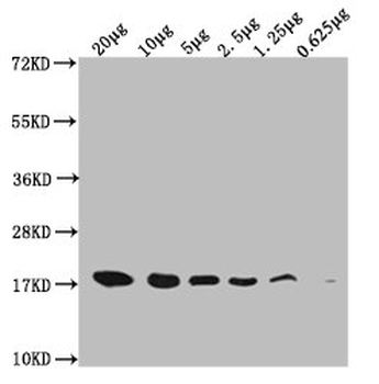 Histone H3 Antibody