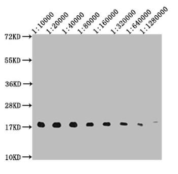 Histone H3 Antibody