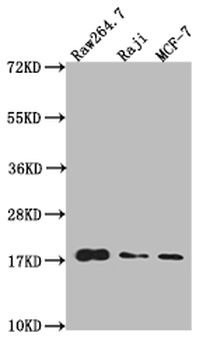 Histone H3 Antibody