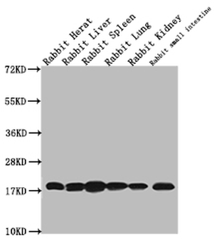 Histone H3 Antibody