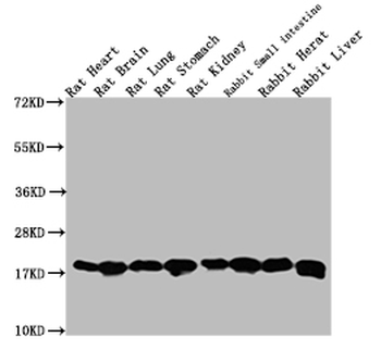 Histone H3 Antibody