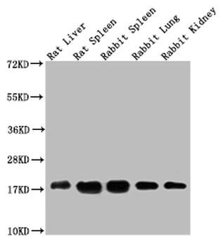 Histone H3 Antibody