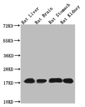 Histone H3 Antibody