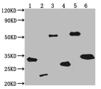 V5 Tag Antibody