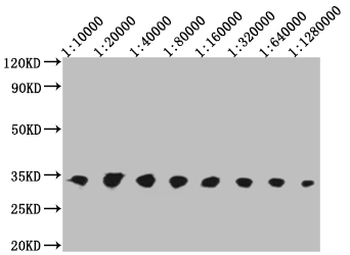 V5 Tag Antibody
