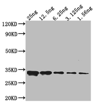 V5 Tag Antibody