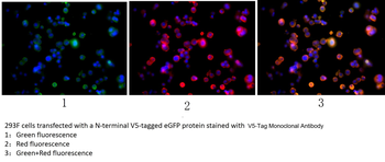 V5 Tag Antibody