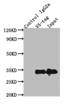 V5 Tag Antibody