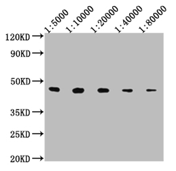 V5 Tag Antibody