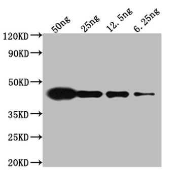 V5 Tag Antibody