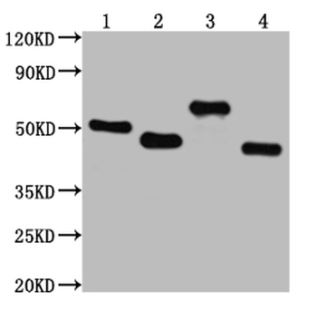 V5 Tag Antibody