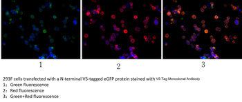 V5 Tag Antibody