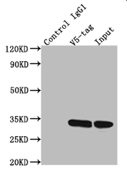 V5 Tag Antibody