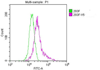 V5 Tag Antibody