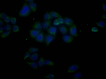 ACTB Antibody