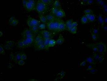ACTB Antibody
