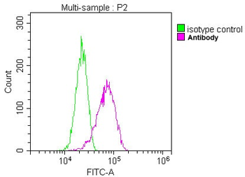 ACTB Antibody