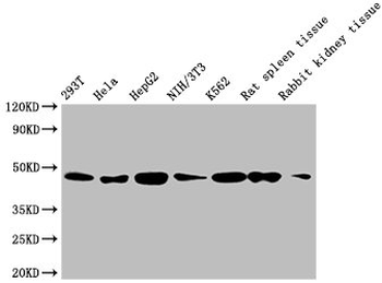 ACTB Antibody