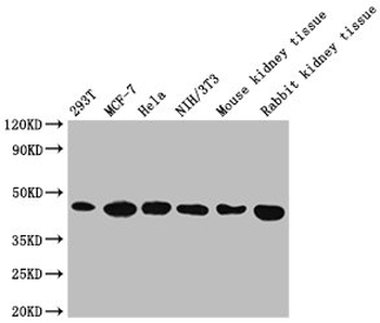 ACTB Antibody