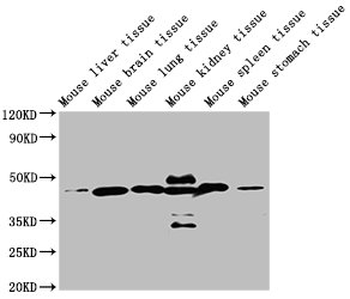 ACTB Antibody