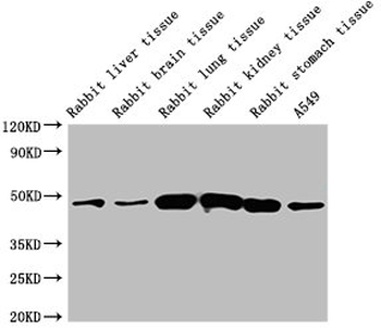 ACTB Antibody