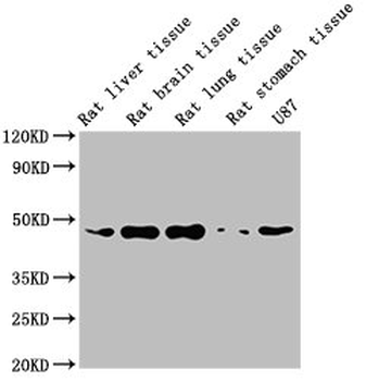 ACTB Antibody