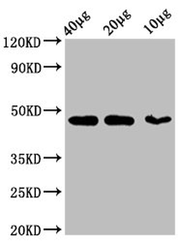 ACTB Antibody