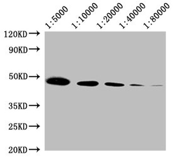 ACTB Antibody