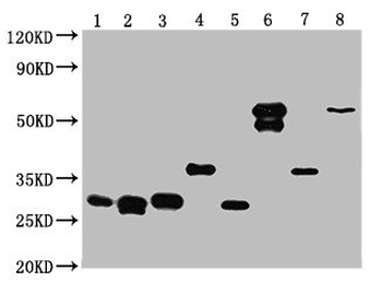 GST Tag Antibody