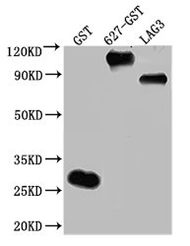 GST Tag Antibody