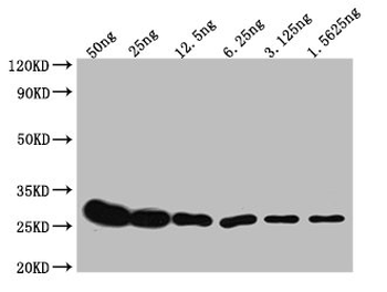 GST Tag Antibody