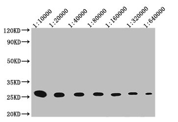 GST Tag Antibody