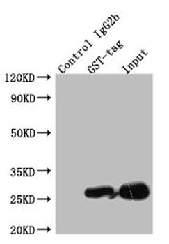 GST Tag Antibody