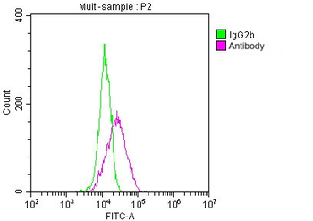 GST Tag Antibody