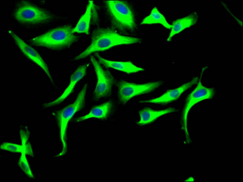 TUBB Antibody