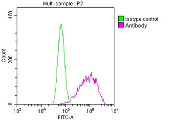 TUBB Antibody