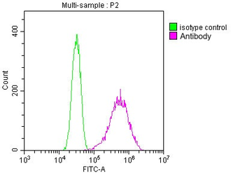 TUBB Antibody