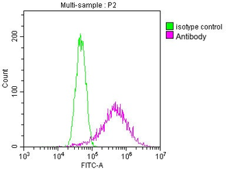 TUBB Antibody