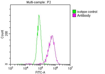 TUBB Antibody