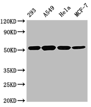 TUBB Antibody