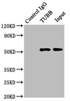 TUBB Antibody