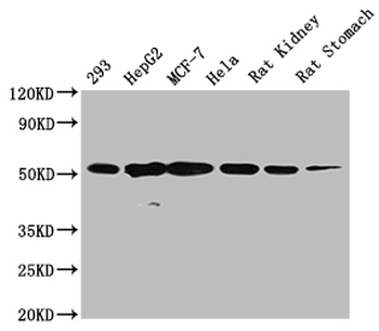 TUBB Antibody
