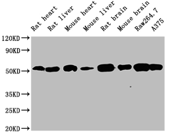 TUBB Antibody