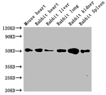 TUBB Antibody