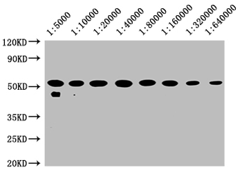 TUBB Antibody