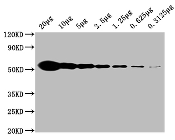 TUBB Antibody