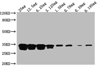 GFP Tag Antibody